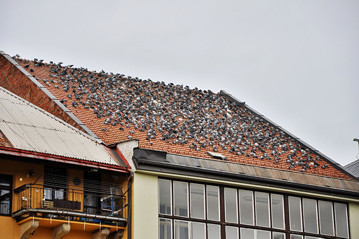 A2B Pest Control are able to install spikes to deter birds from roofs in Frome. 