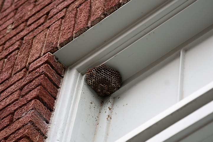 We provide a wasp nest removal service for domestic and commercial properties in Frome.